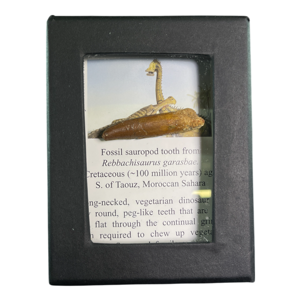 Dinosaur Tooth