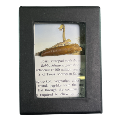 Dinosaur Tooth