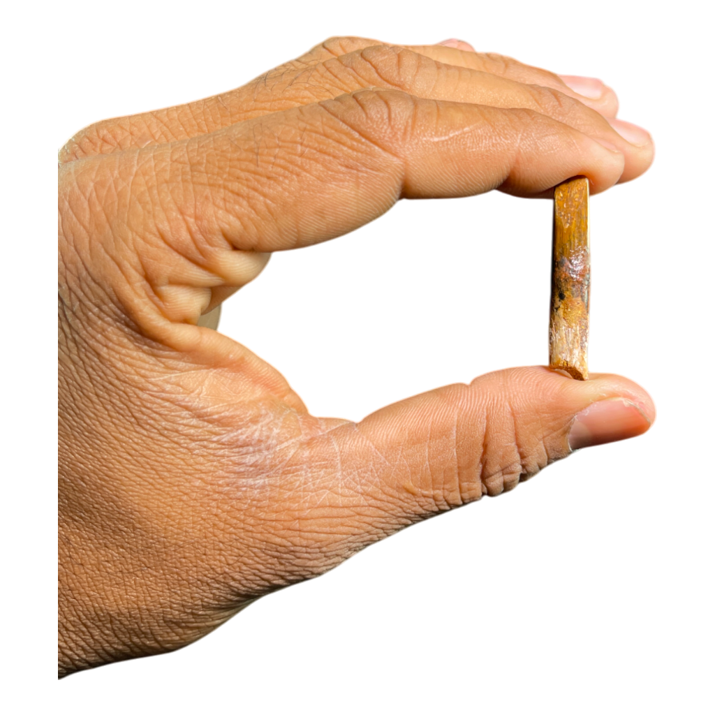 Dinosaur Tooth