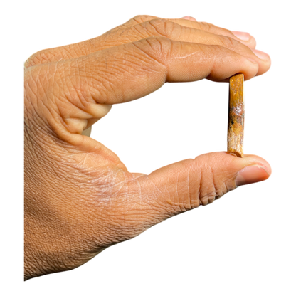 Dinosaur Tooth
