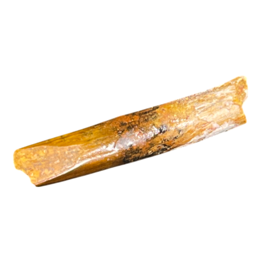 Dinosaur Tooth