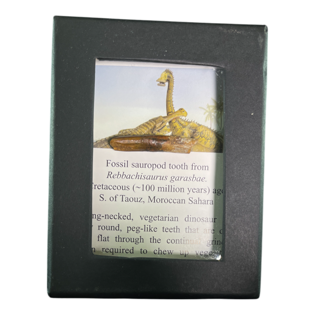 Dinosaur Tooth