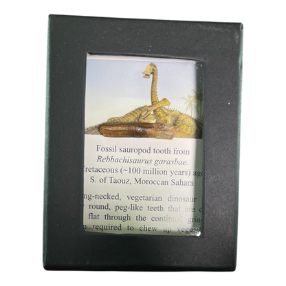 Dinosaur Tooth