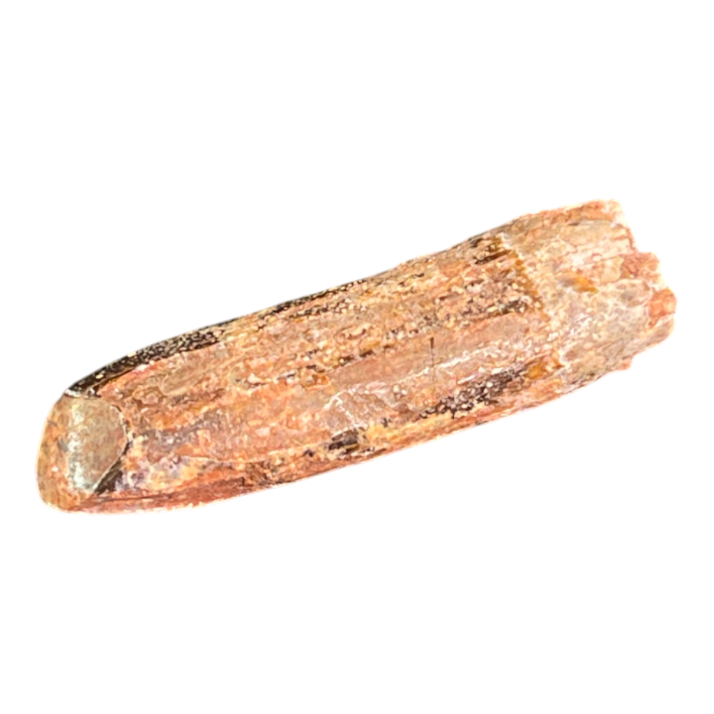 Dinosaur Tooth