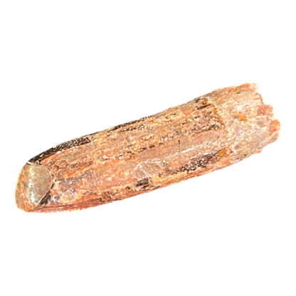 Dinosaur Tooth