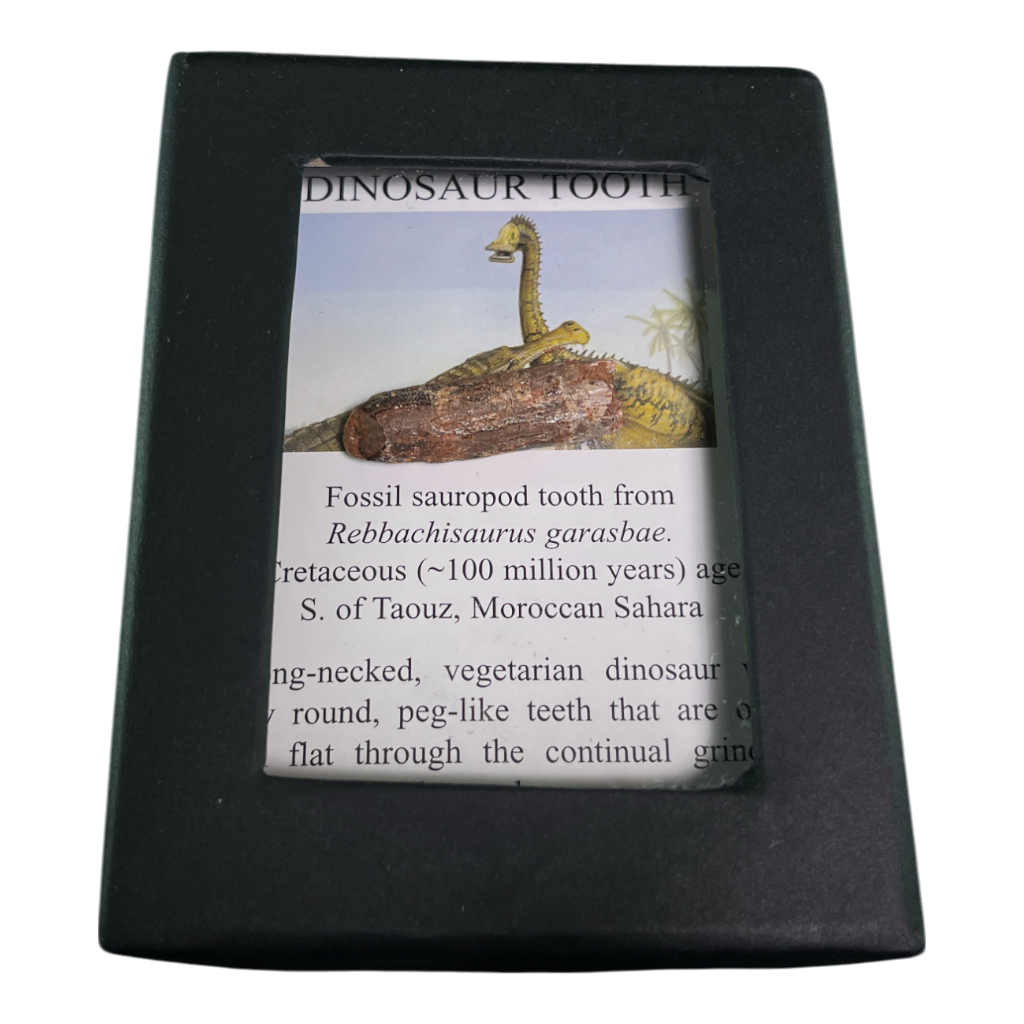 Dinosaur Tooth