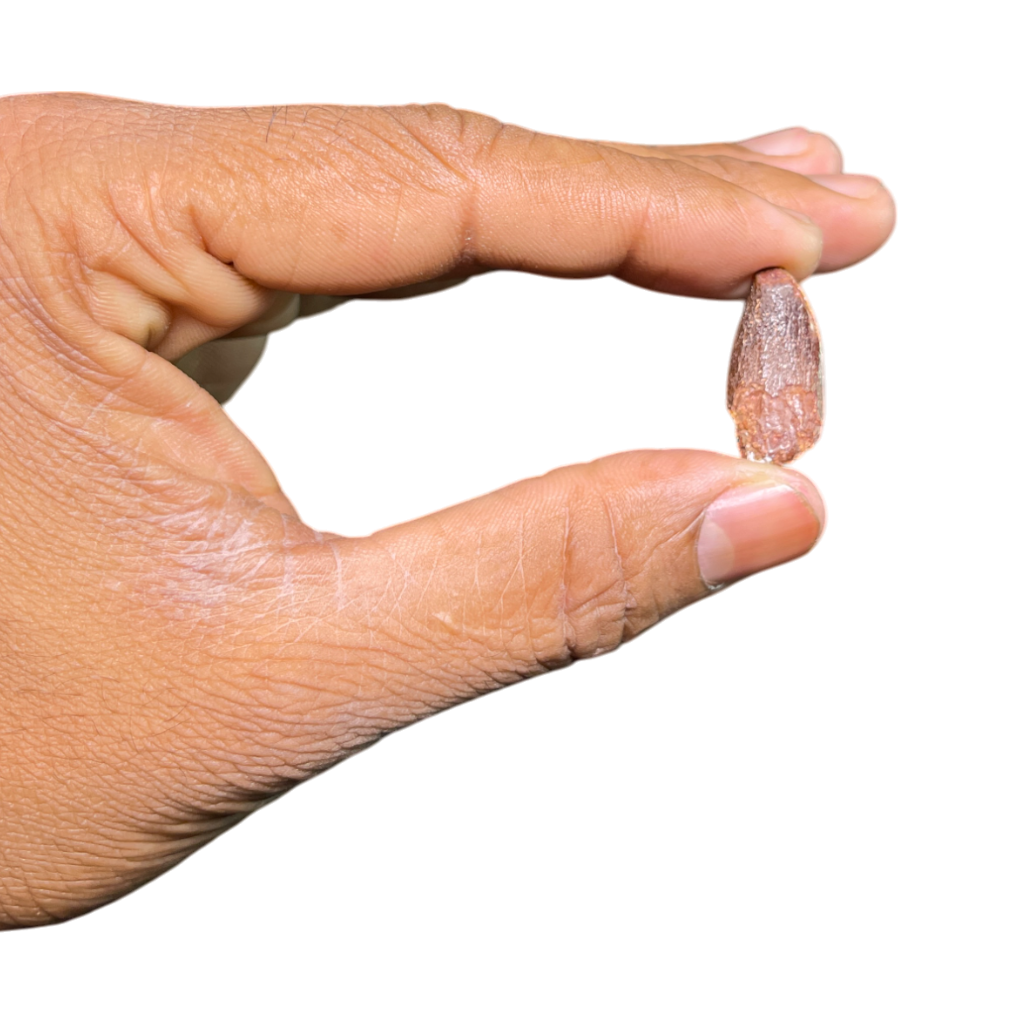 Dinosaur Tooth