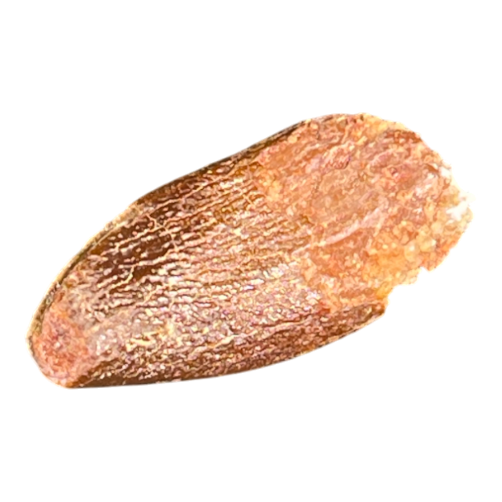 Dinosaur Tooth