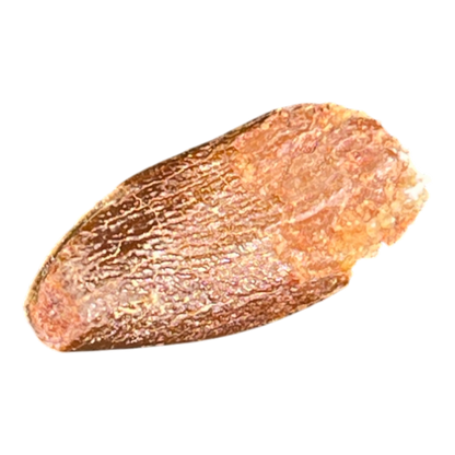 Dinosaur Tooth