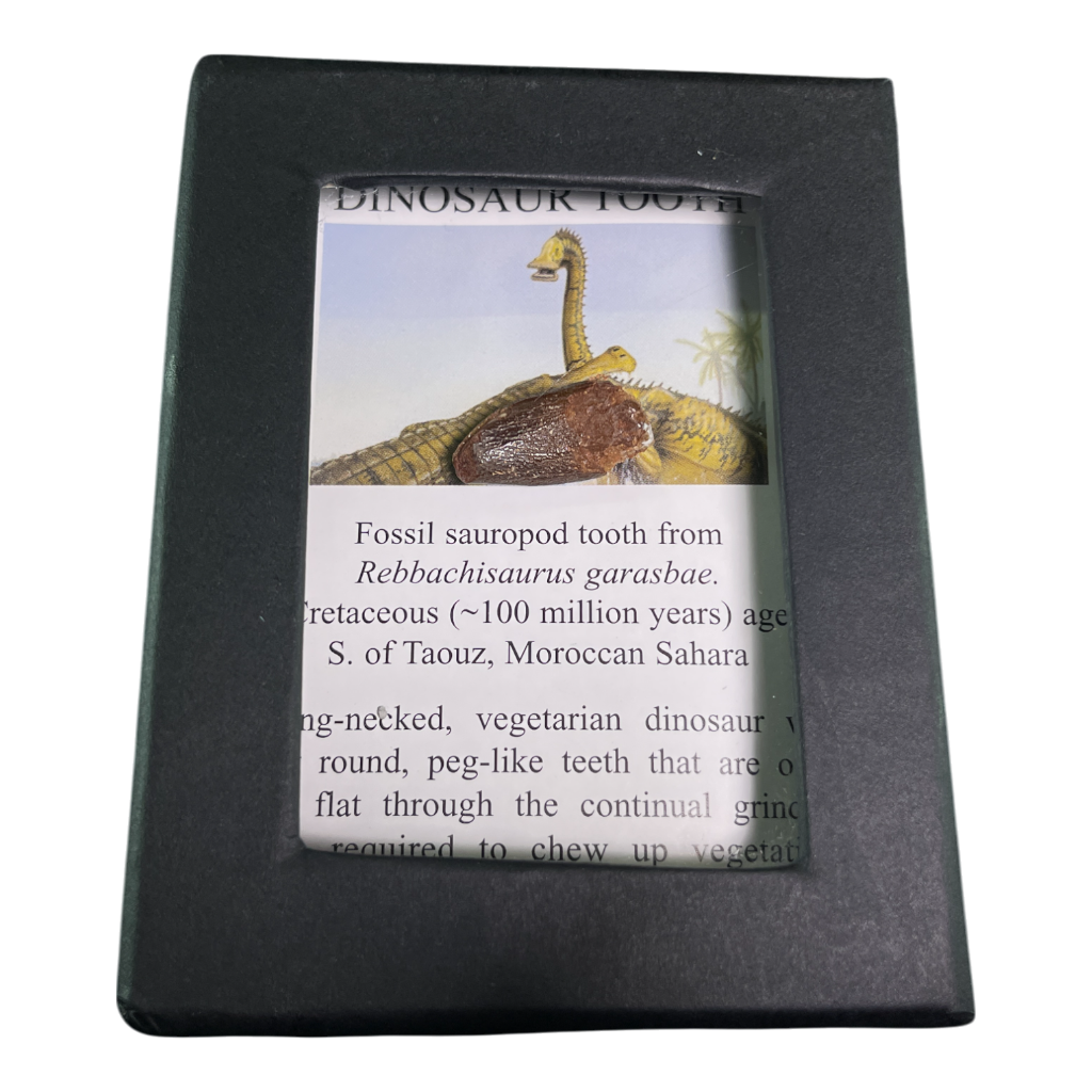 Dinosaur Tooth