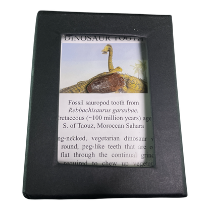 Dinosaur Tooth