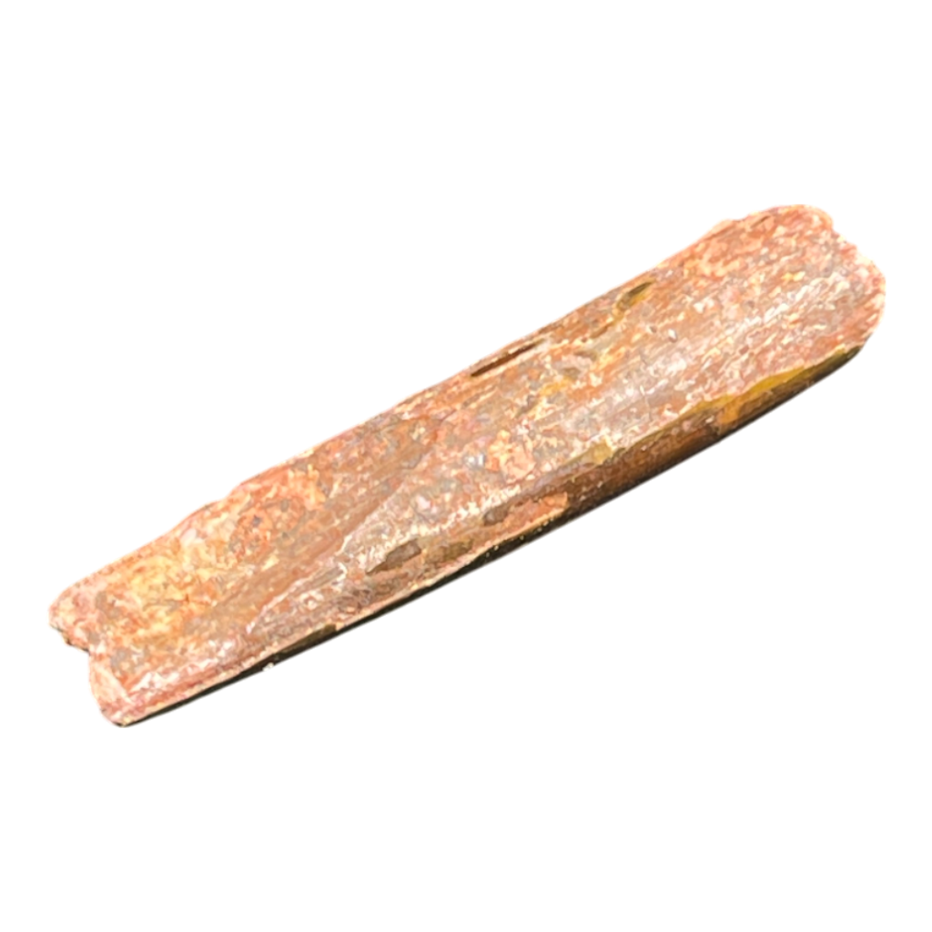 Dinosaur Tooth