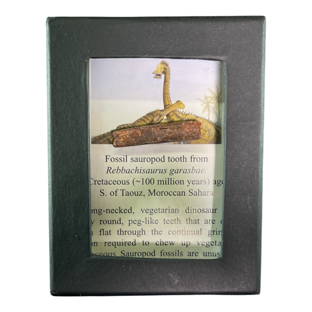 Dinosaur Tooth