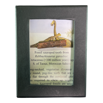 Dinosaur Tooth