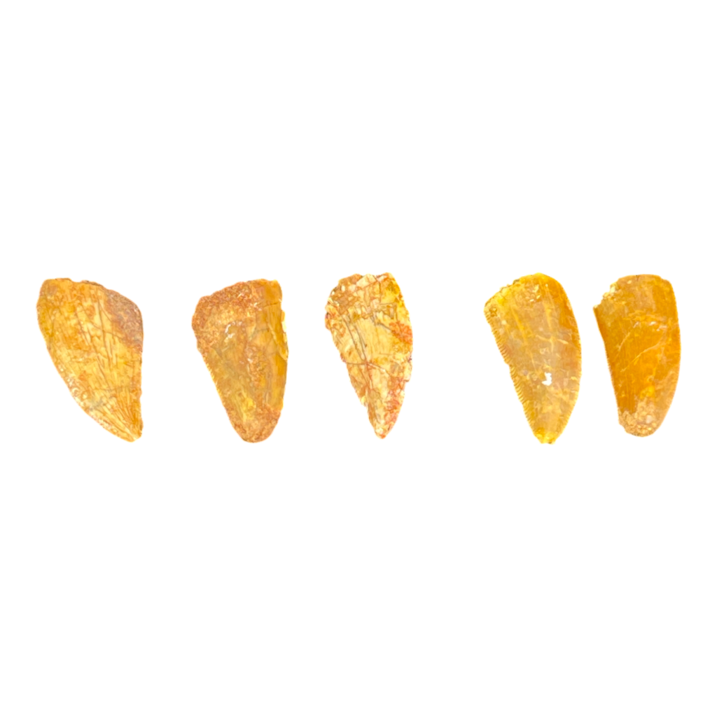 Dinosaur Tooth