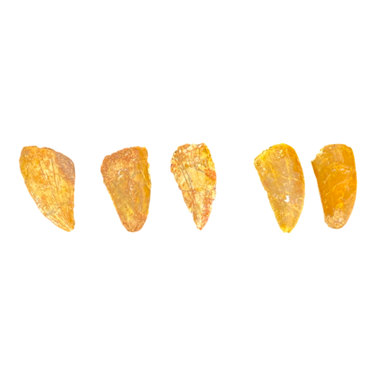 Dinosaur Tooth