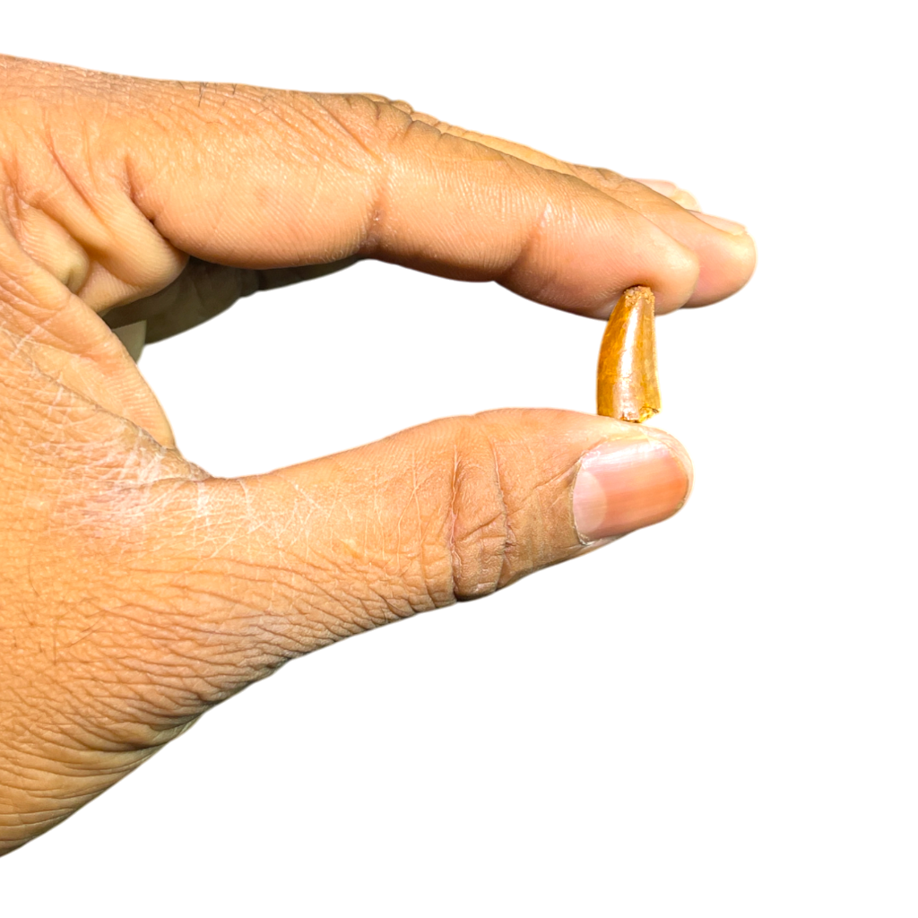 Dinosaur Tooth