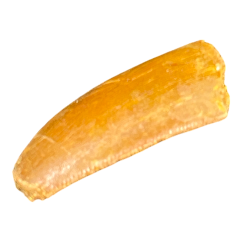 Dinosaur Tooth