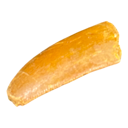 Dinosaur Tooth