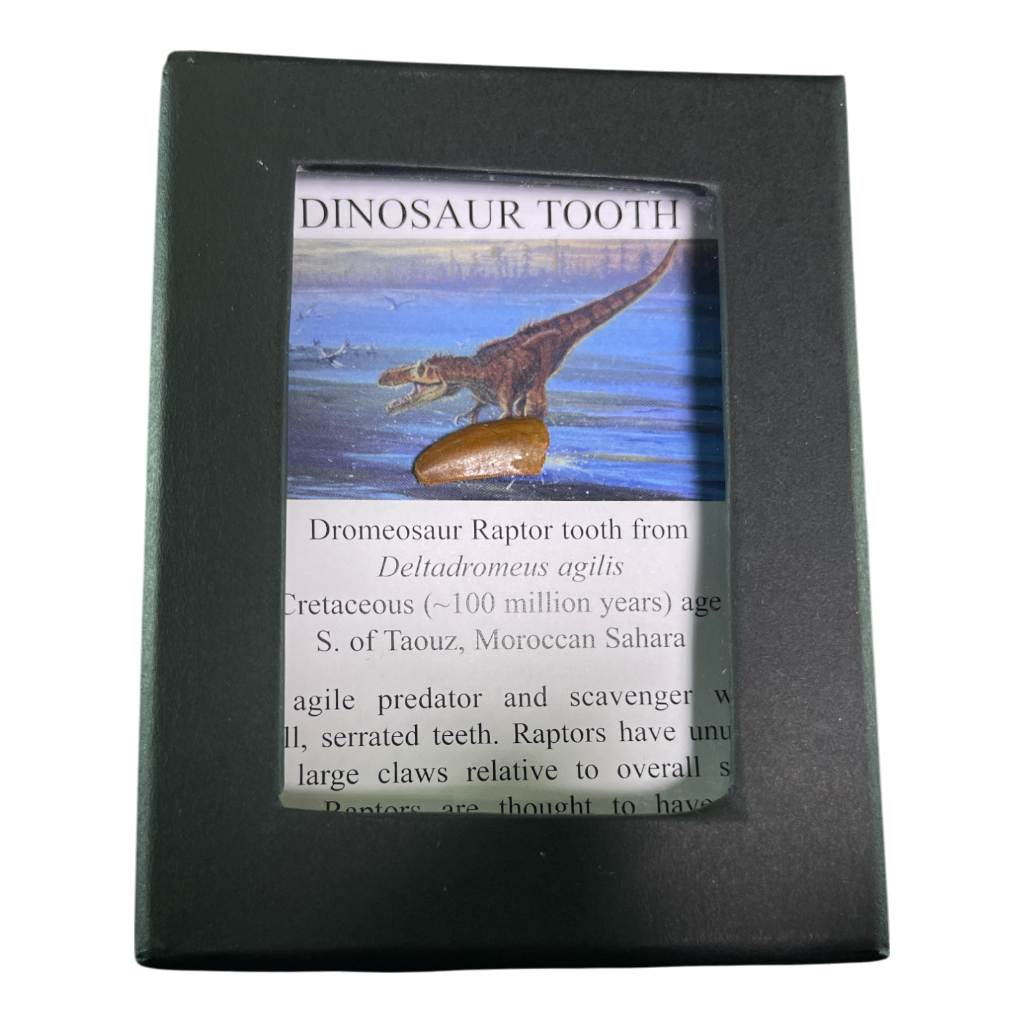 Dinosaur Tooth