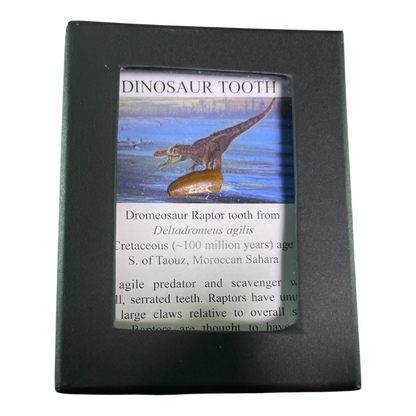 Dinosaur Tooth