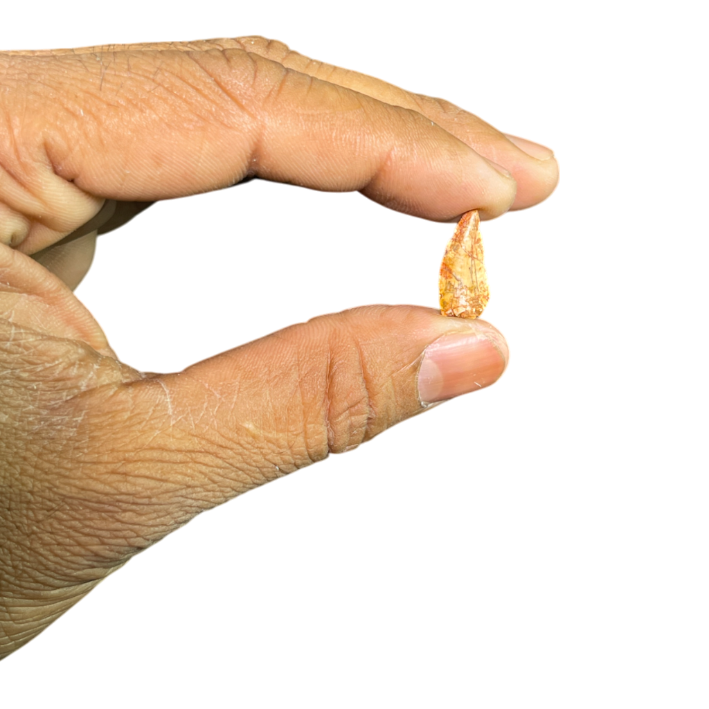 Dinosaur Tooth