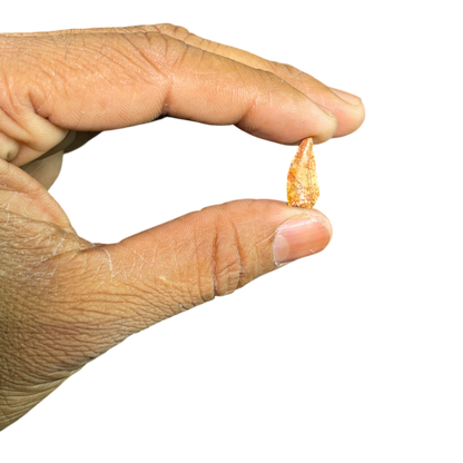 Dinosaur Tooth