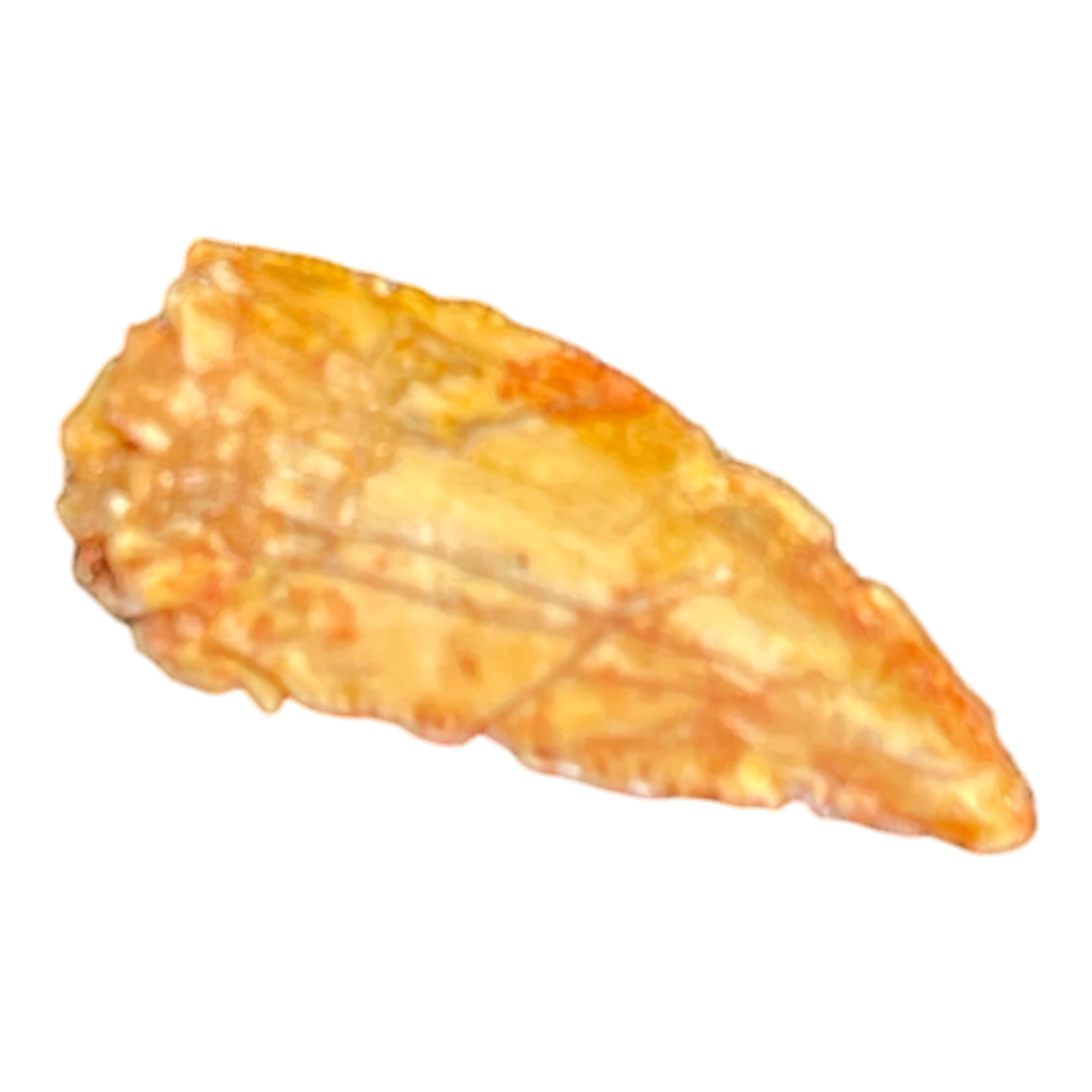 Dinosaur Tooth