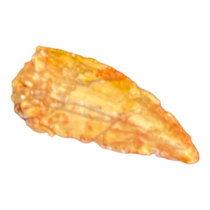 Dinosaur Tooth