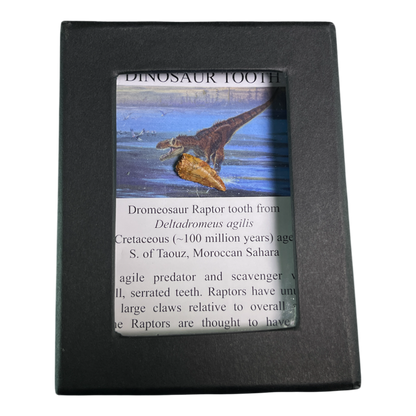 Dinosaur Tooth
