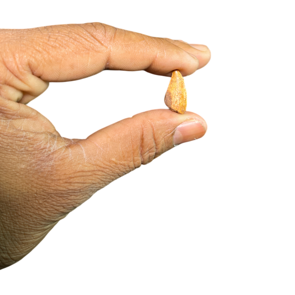 Dinosaur Tooth