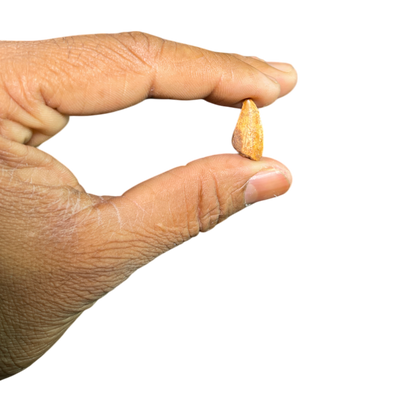 Dinosaur Tooth