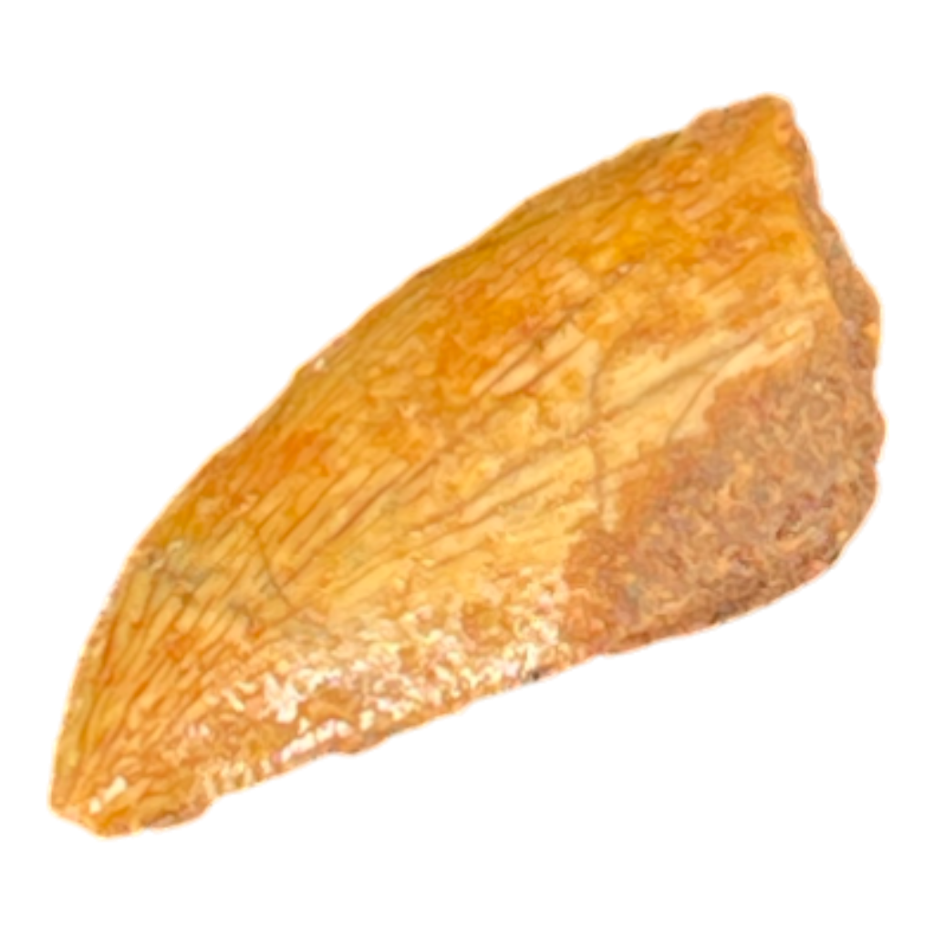 Dinosaur Tooth