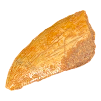 Dinosaur Tooth