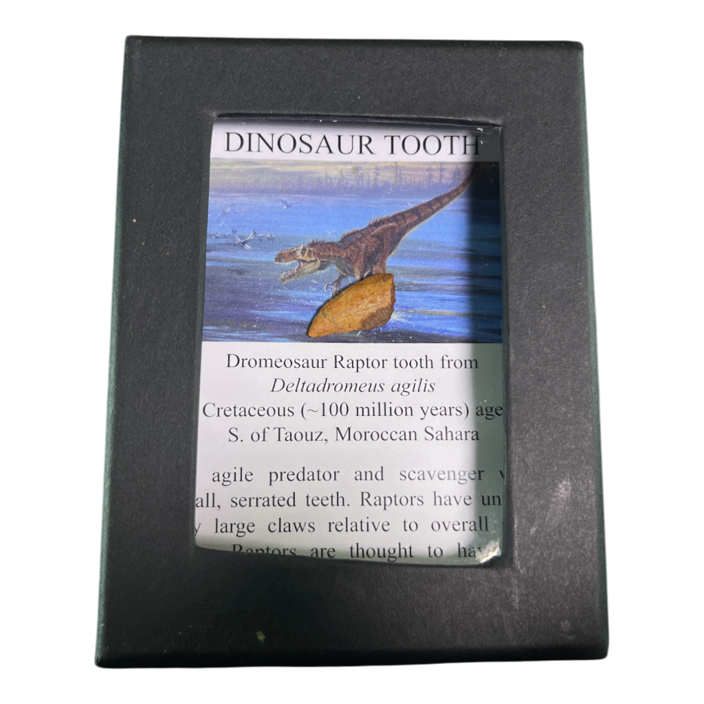 Dinosaur Tooth