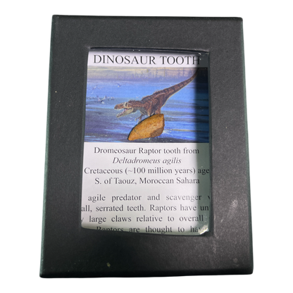 Dinosaur Tooth