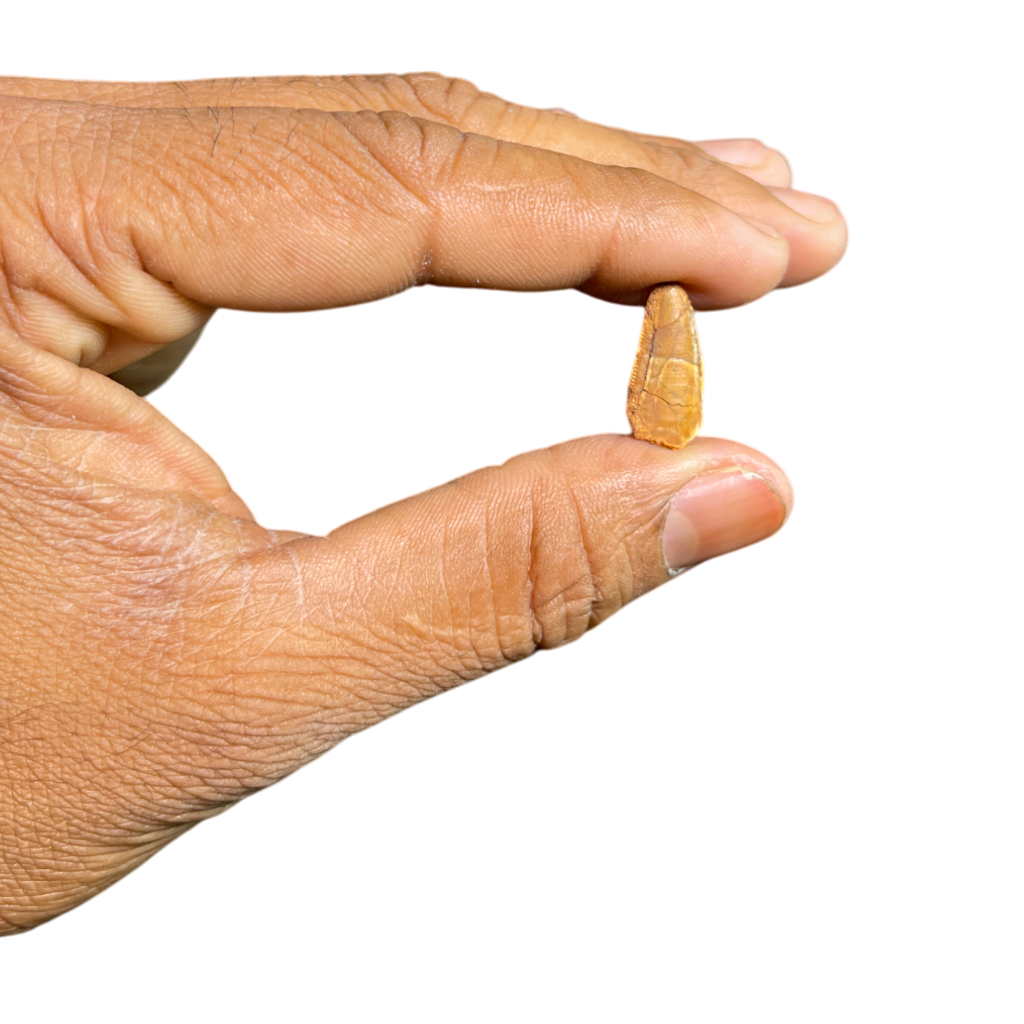 Dinosaur Tooth