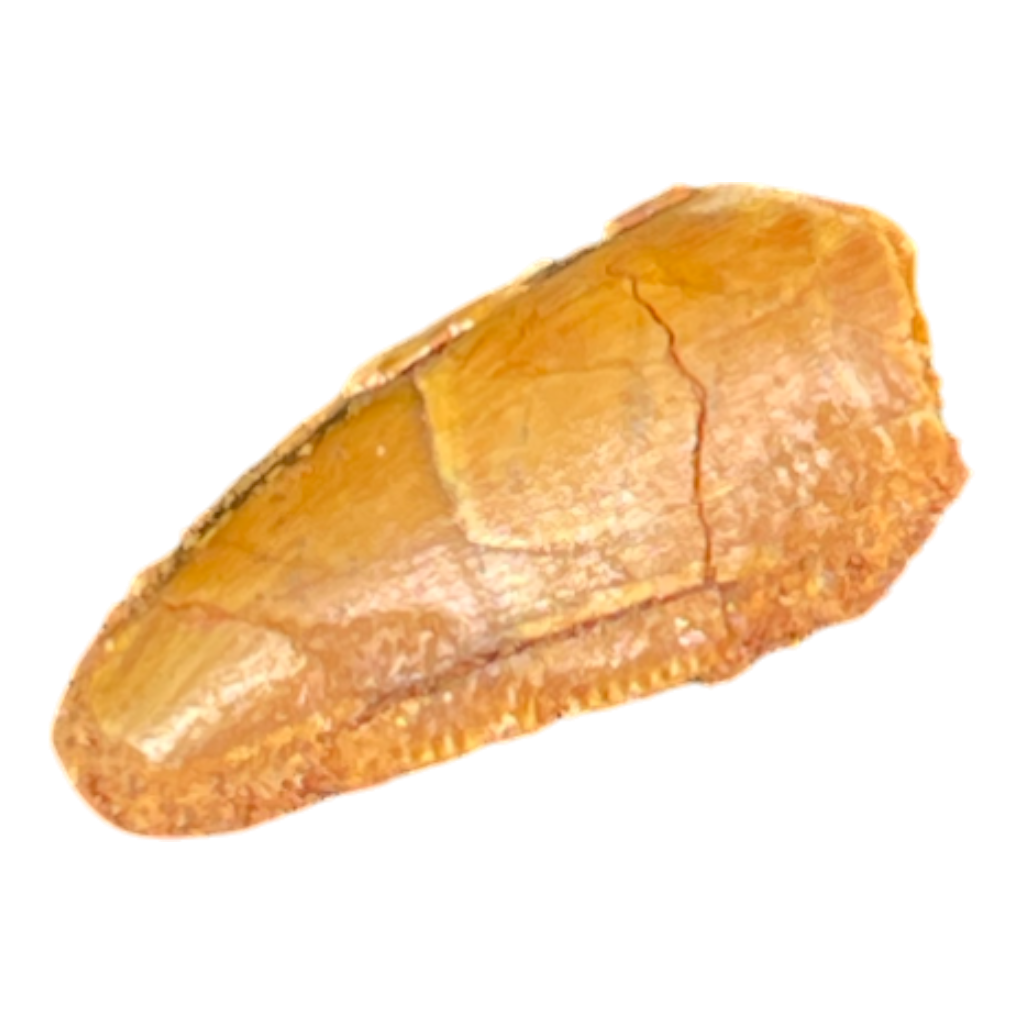 Dinosaur Tooth