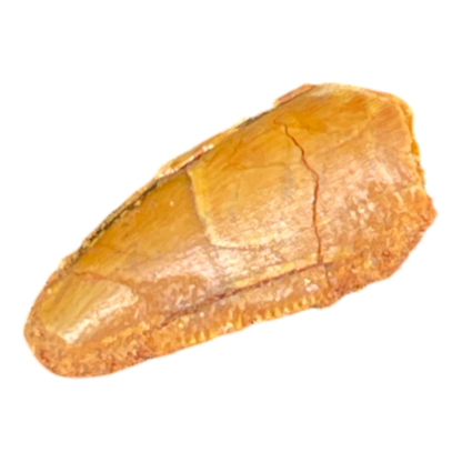 Dinosaur Tooth