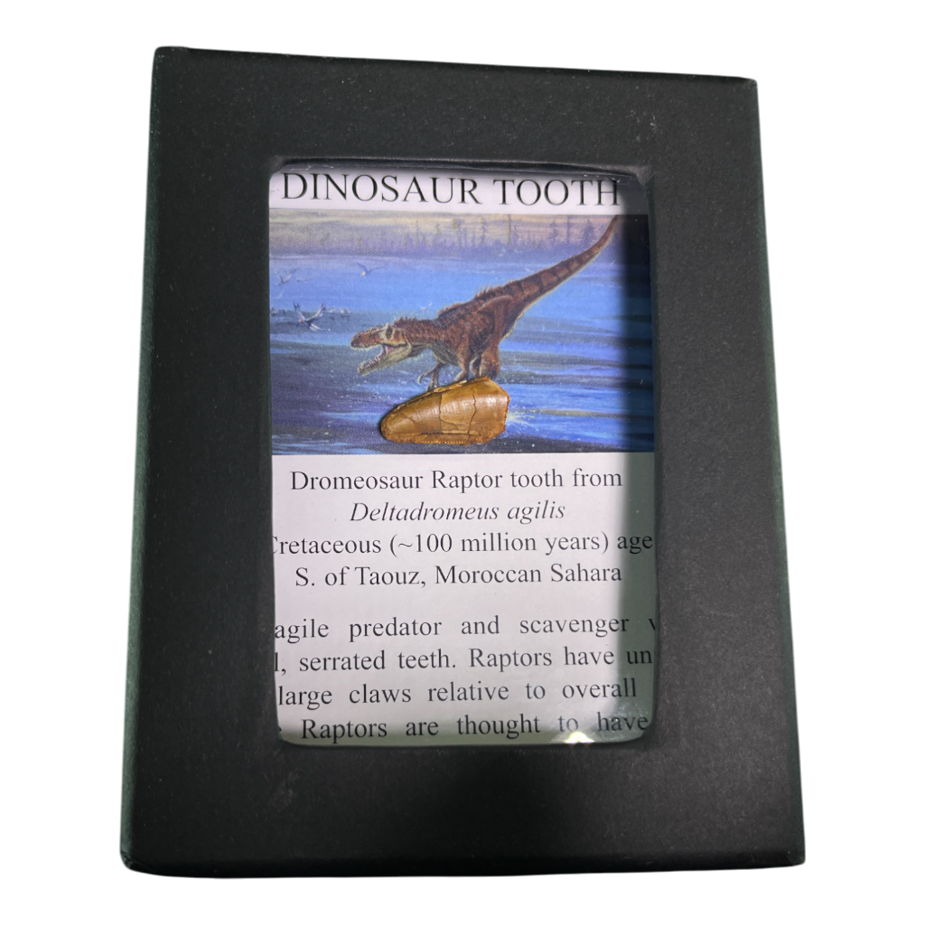 Dinosaur Tooth