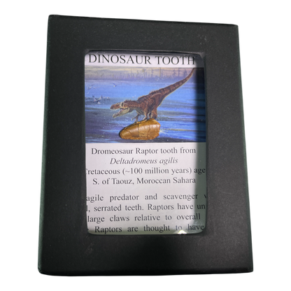 Dinosaur Tooth