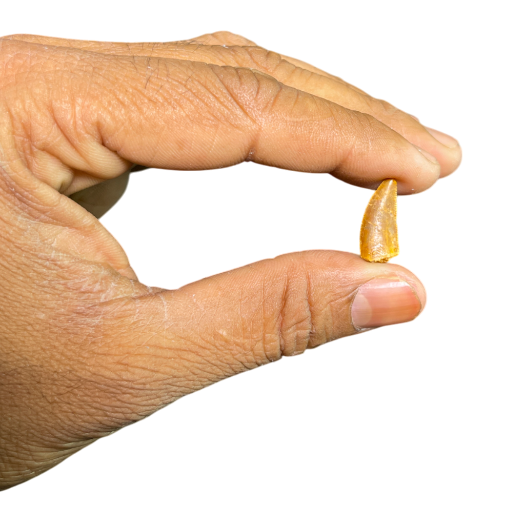 Dinosaur Tooth