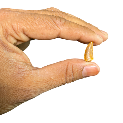 Dinosaur Tooth