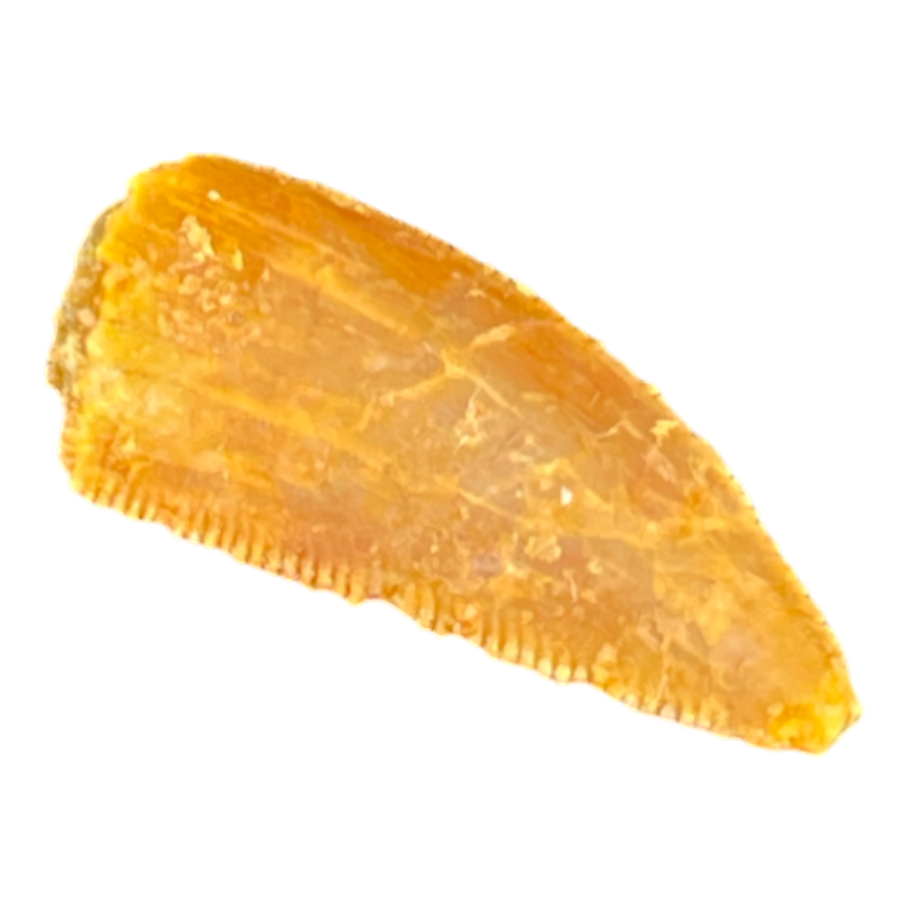 Dinosaur Tooth