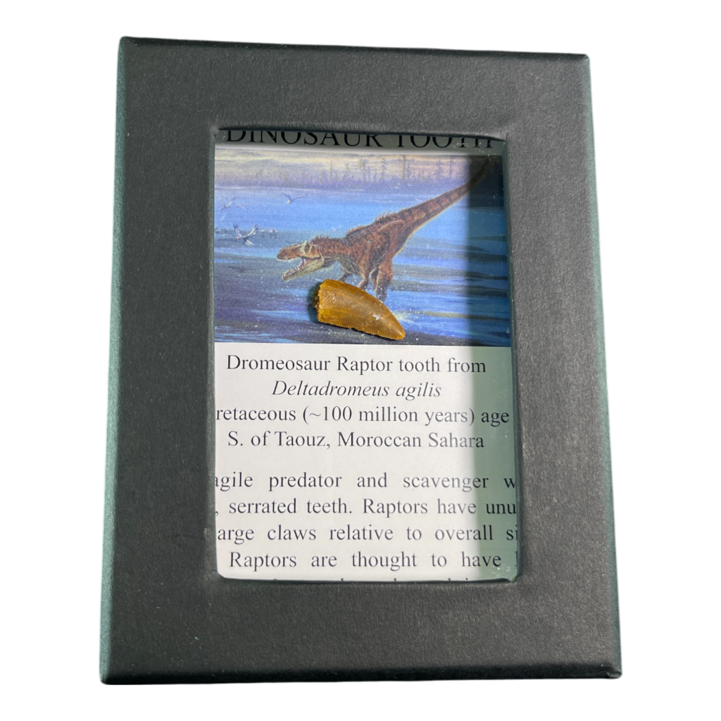 Dinosaur Tooth