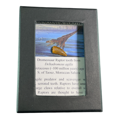 Dinosaur Tooth