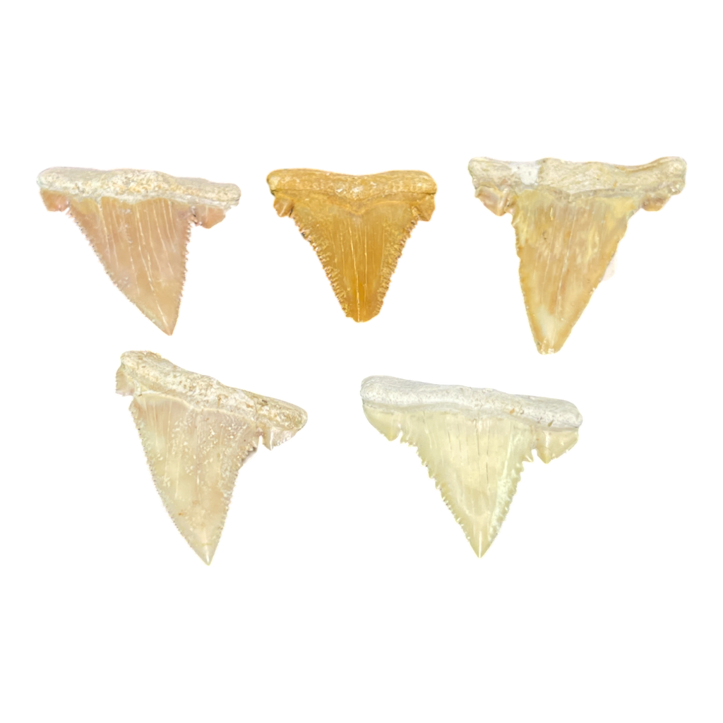 Shark Tooth