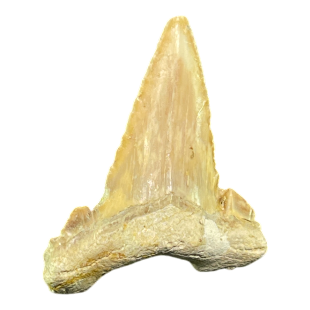 Shark Tooth