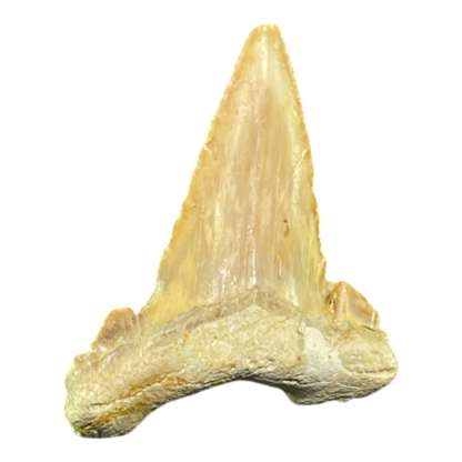 Shark Tooth