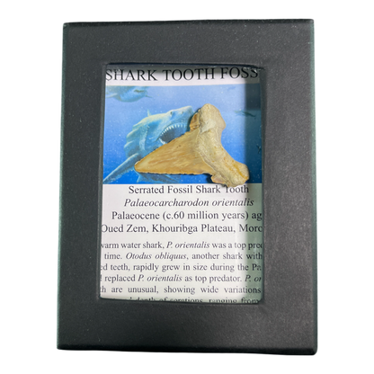 Shark Tooth